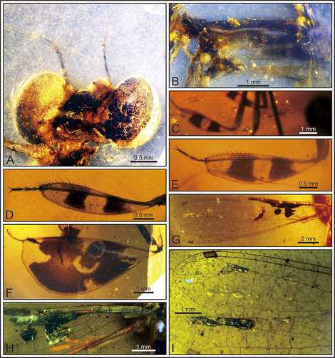 Image: D. Zheng et al., 2017
